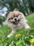 快乐的波美拉尼亚狗坐在草地上